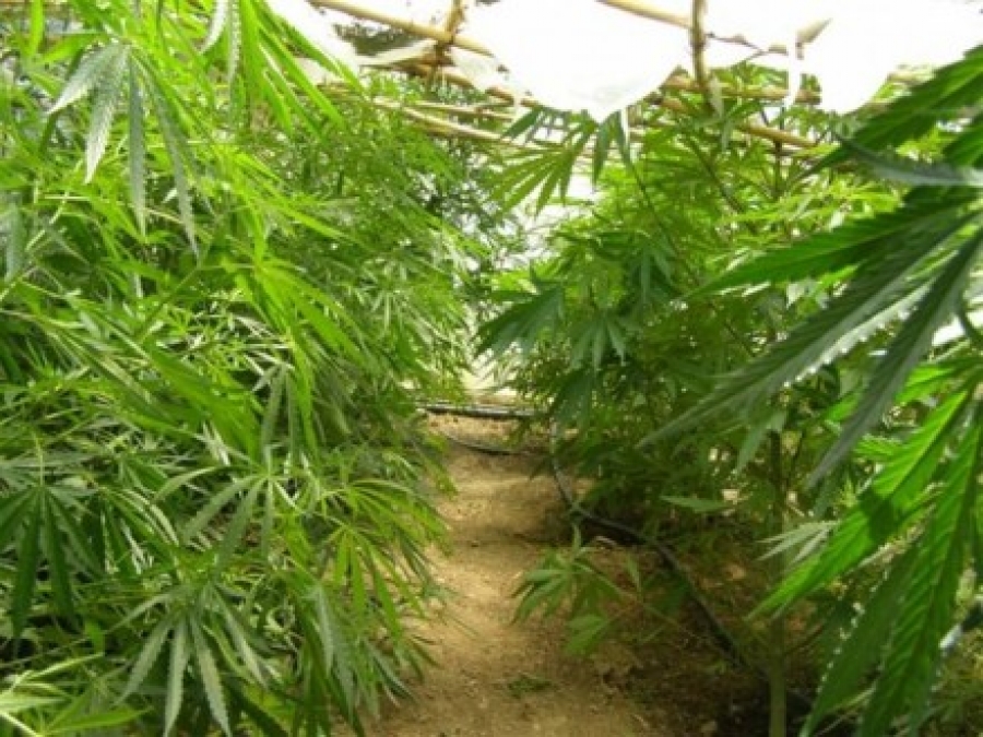 Ρέθυμνο: Συνελήφθη 54χρονος για καλλιέργεια δενδρυλλίων κάνναβης