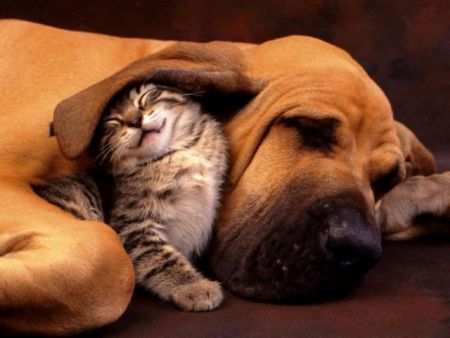 Βρετανία: Απαγορεύει την πώληση σκύλων και γάτων στα pet shops