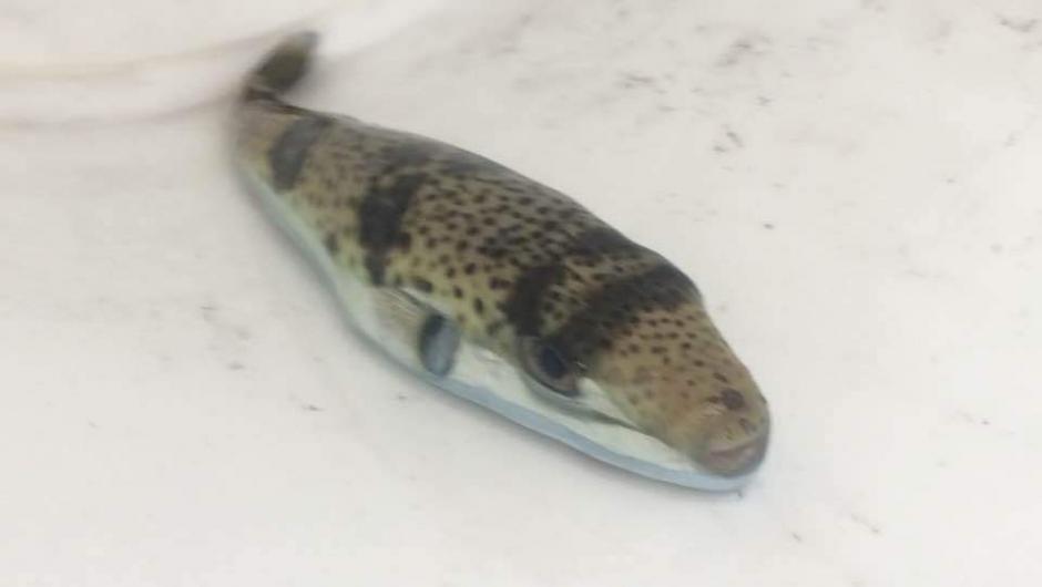 Τρομάζει το βίντεο με τον λαγοκέφαλο στην Ιεράπετρα που καταβροχθίζει μέταλλο