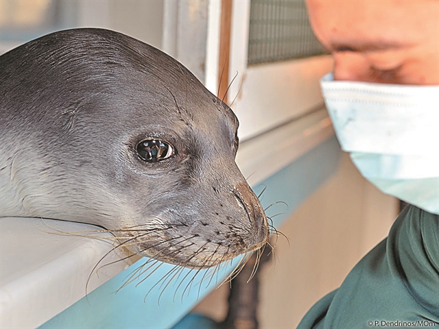 Οργή για την εν ψυχρώ δολοφονία στην Αλόννησο