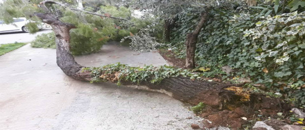 Αττική: Πάνω από 100 κλήσεις στην πυροσβεστική λόγω των ισχυρών ανέμων