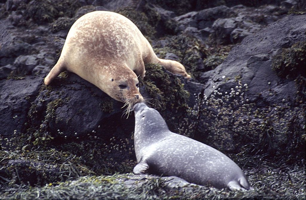 Καναδάς: Φώκιες εισέβαλαν σε χωριό
