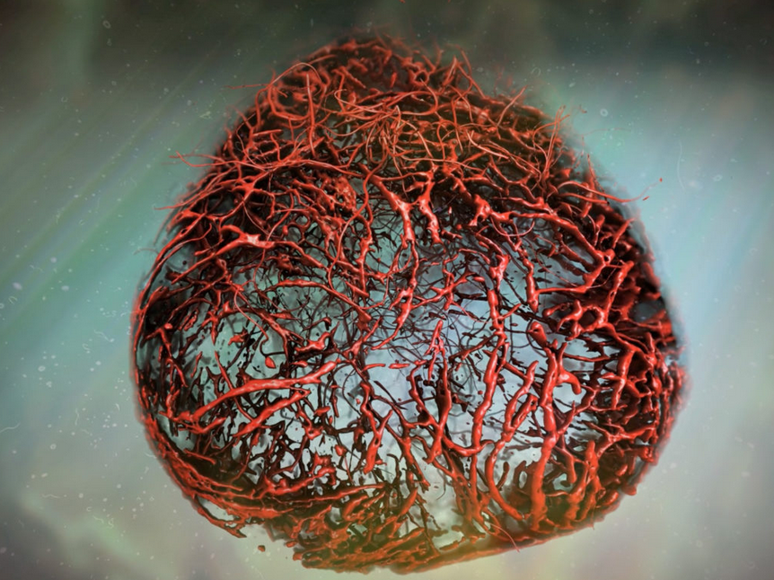 Δημιουργήθηκαν για πρώτη φορά εργαστηριακά αιμοφόρα αγγεία