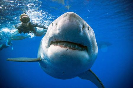 Κόβει την ανάσα : Κολυμπά δίπλα σε γιγαντιαίο λευκό καρχαρία (βίντεο)
