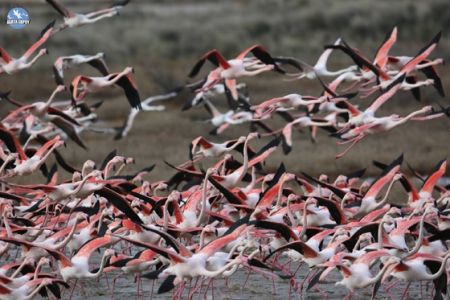 Αριθμός-ρεκόρ : Τα φλαμίνγκο κατέλαβαν το Δέλτα του Εβρου