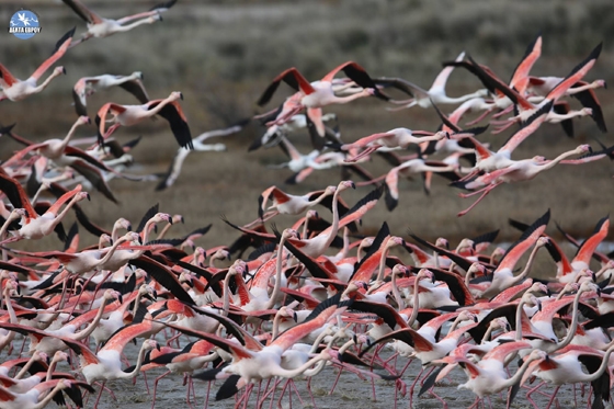 Αριθμός-ρεκόρ : Τα φλαμίνγκο κατέλαβαν το Δέλτα του Εβρου