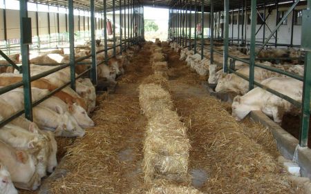 Η κατάσταση στα δημοτικά σφαγεία