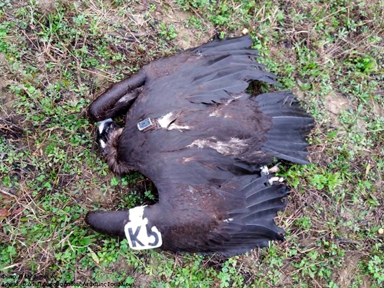 Νεκρός νεαρός μαυρόγυπας με σήμανση και πομπό στον Εβρο