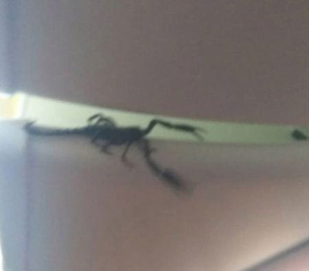 Η δυσάρεστη έκπληξη για επιβάτες αεροπλάνου ήταν ένας σκορπιός