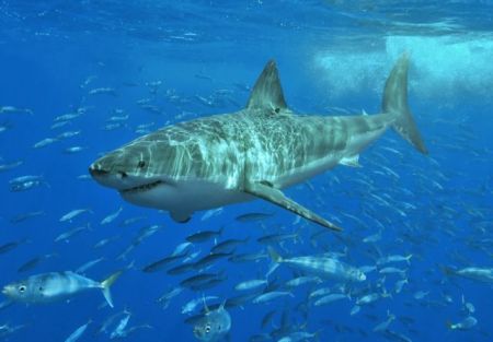 Τι μυστικά κρύβει το dna του λευκού καρχαρία