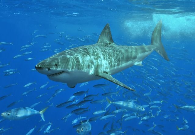 Τι μυστικά κρύβει το dna του λευκού καρχαρία