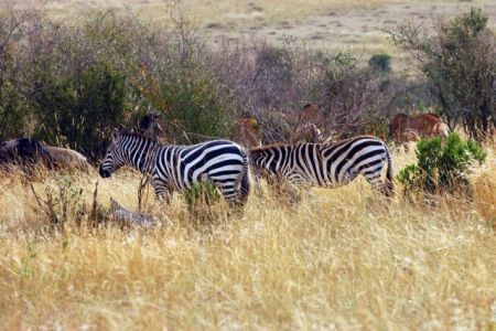 Για ποιο λόγο η ζέβρα  έχει ραβδώσεις;