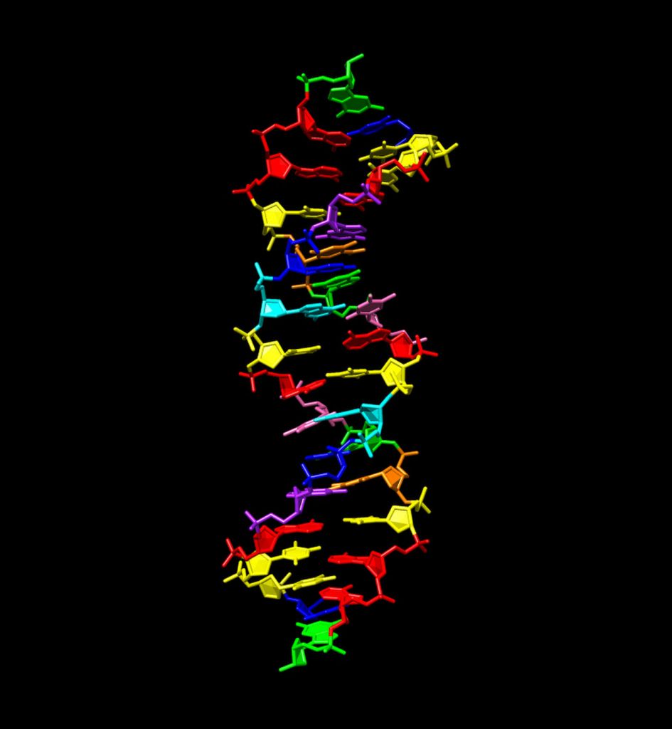 DNA με οκτώ χημικά «γράμματα» – Πώς… δουλεύει – Ποια η χρήση του