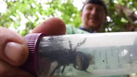 Γιγάντια μέλισσα ίση με τον αντίχειρα ενήλικα σε ένα μικρό νησί της Ινδονησίας