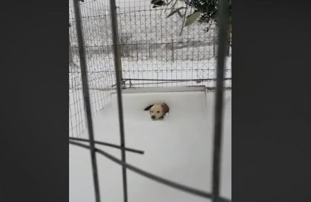 Εξοργιστικό βίντεο: Άφησαν σκύλο δεμένο μέσα στο χιόνι