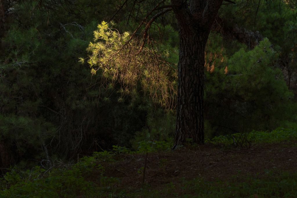 Dear forests… H πρώτη ατομική έκθεση της Νότας Κυριαζή