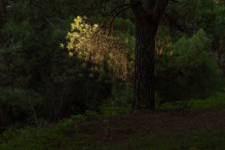 Dear forests… H πρώτη ατομική έκθεση της Νότας Κυριαζή