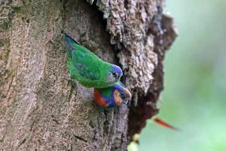 Πολύ περισσότερα είδη ζώων από ό,τι νομίζαμε απειλούνται με εξαφάνιση