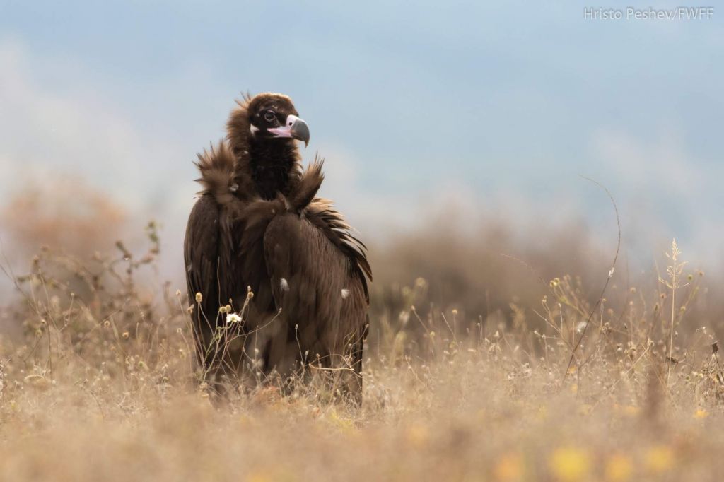 Σπάνιος μαυρόγυπας που διέσχισε τα Βαλκάνια, φολιάστηκε στην Ελλάδα