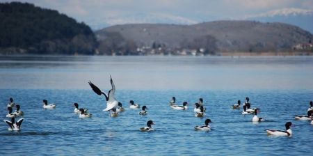 Παμβώτιδα: Χηνόπαπιες ξαποσταίνουν στα  νερά της (εικόνες)