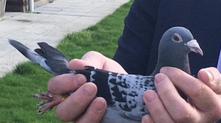 Ταχυδρομικό περιστέρι «έπιασε» 1,25 εκατ. ευρώ σε δημοπρασία