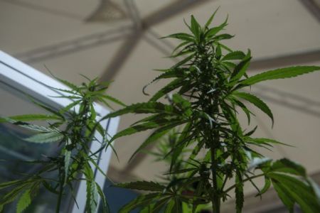 Κάνναβη: Η καθημερινή χρήση της αυξάνει τον κίνδυνο ψύχωσης