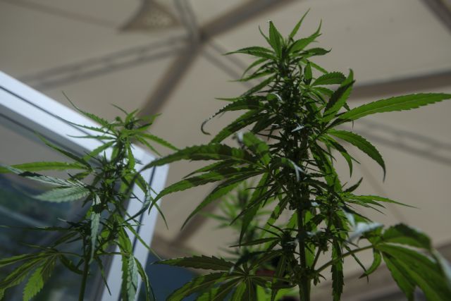 Κάνναβη: Η καθημερινή χρήση της αυξάνει τον κίνδυνο ψύχωσης