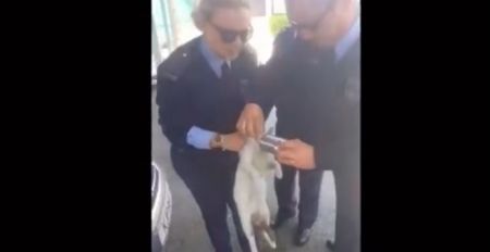 Κύπρος: Γατάκι έφτασε σε… αστυνομικό τμήμα «ζητώντας» βοήθεια