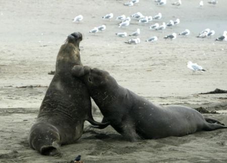 Η μεγάλη απόδραση του θαλάσσιου λέοντος