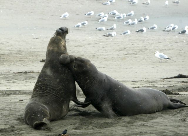 Η μεγάλη απόδραση του θαλάσσιου λέοντος