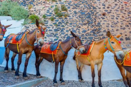 Πρωτοβουλία Guardian για τα γαϊδουράκια στη Σαντορίνη