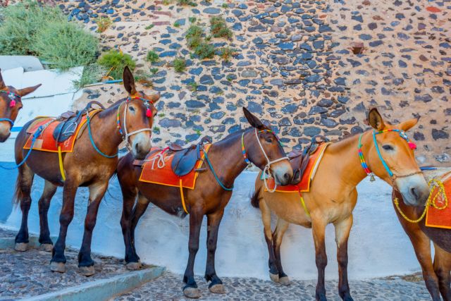 Πρωτοβουλία Guardian για τα γαϊδουράκια στη Σαντορίνη