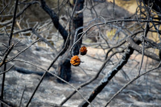«Κρανίου τόπος» το δάσος της Στροφυλιάς λίγες μέρες μετά την πυρκαγιά