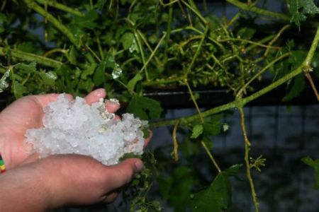 Σε απόγνωση οι παραγωγοί μετά τη χαλαζόπτωση – Ζητούν αποζημιώσεις