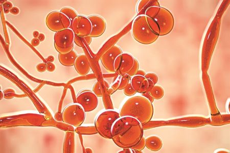 Μυκητιακός κίνδυνος