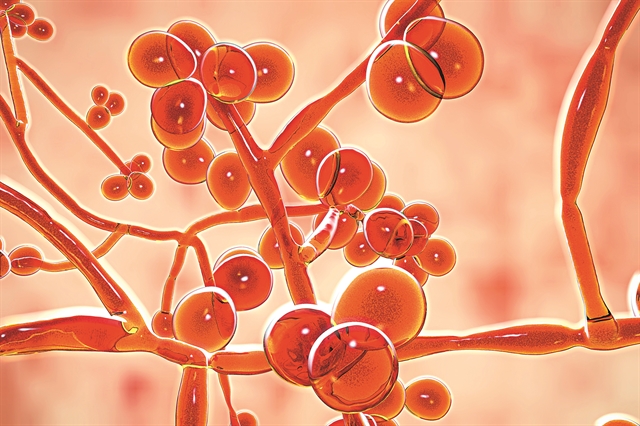 Μυκητιακός κίνδυνος