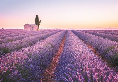 Αρωματοποιίαη τέχνη των αισθήσεων