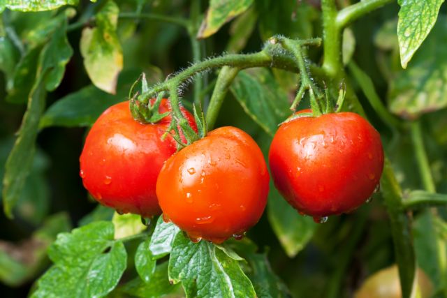 Γενετική «χαρτογράφηση» όλων των ειδών ντομάτας θα βελτιώσει τη γεύση της