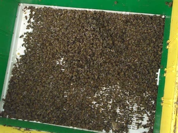 Ιωάννινα: Δηλητηρίασαν μελίσσια