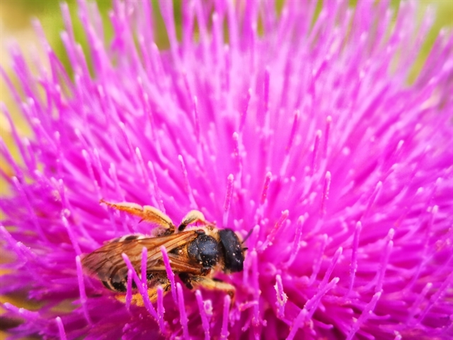 Γιατί εξαφανίστηκαν οι μέλισσες