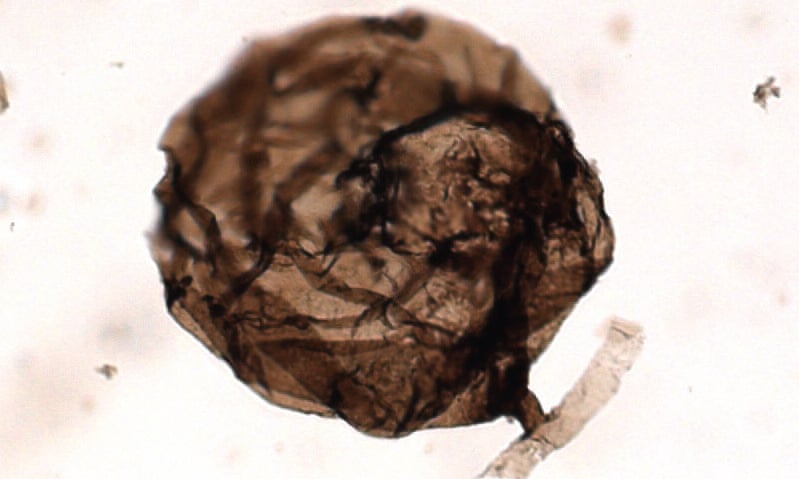 Ανακαλύφθηκε το αρχαιότερο απολίθωμα μύκητα ηλικίας ενός δισεκατομμυρίου ετών