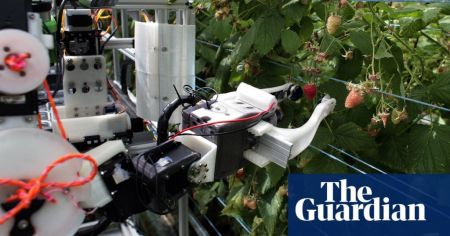 Ρομπότ μαζεύει 25.000 σμέουρα τη μέρα