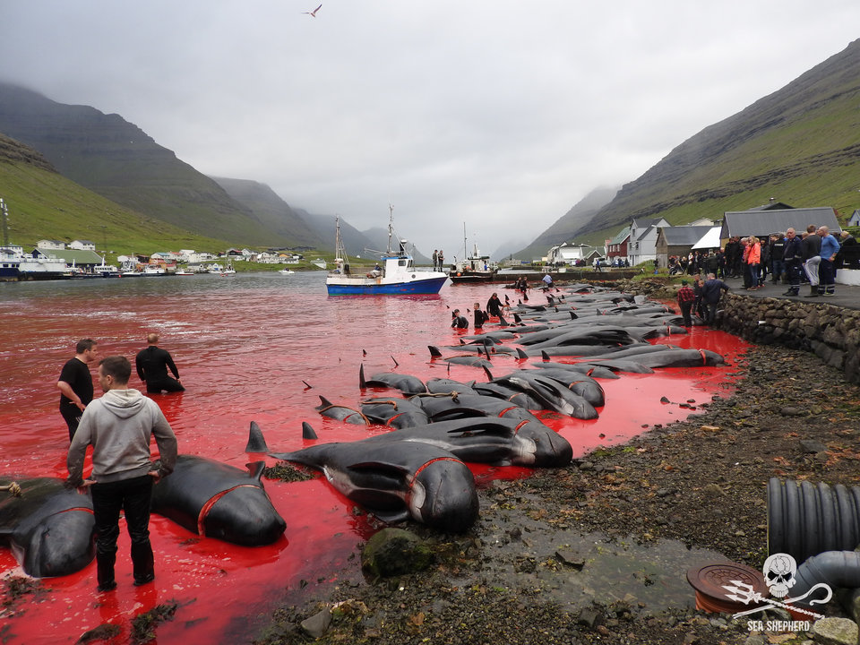 Σφαγή στα Φερόε : Σκότωσαν εκατοντάδες φάλαινες και δελφίνια
