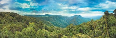 Στα έγκατα του δάσους