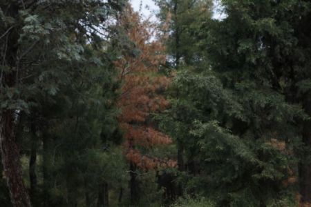 Υπουργείο Περιβάλλοντος: Τριετές σχέδιο προστασίας από τις δασικές πυρκαγιές