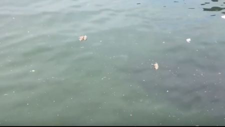 Ανατριχιαστικό θέαμα : Νεκρά ποντίκια στον Θερμαϊκό