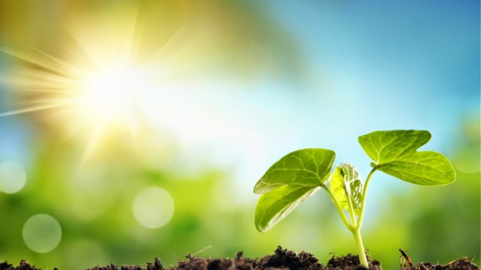 Καύσιμα μέσω φωτοσύνθεσης