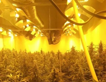 Εντοπίστηκε εργαστήριο υδροπονικής καλλιέργειας δενδρυλλίων κάνναβης