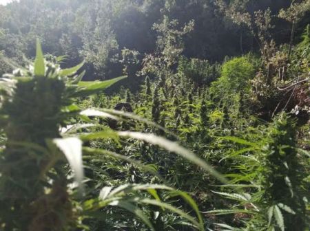 Βοιωτία: Επιχείρηση της Δίωξης Ναρκωτικών