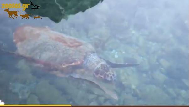 Αποκάλυψη: Μετά τη δεμένη χελώνα, πετάλωσαν και τζιτζίκια για χάρη του Κυριάκου